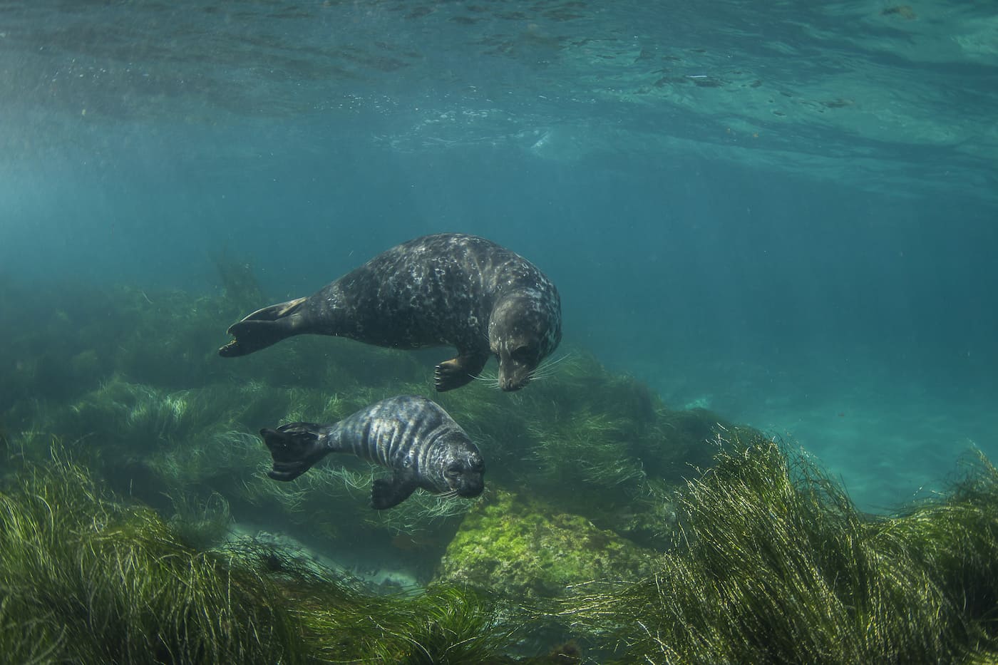Mother seal with her pup in seagrass.© Ocean Image Bank / Jeff Hester