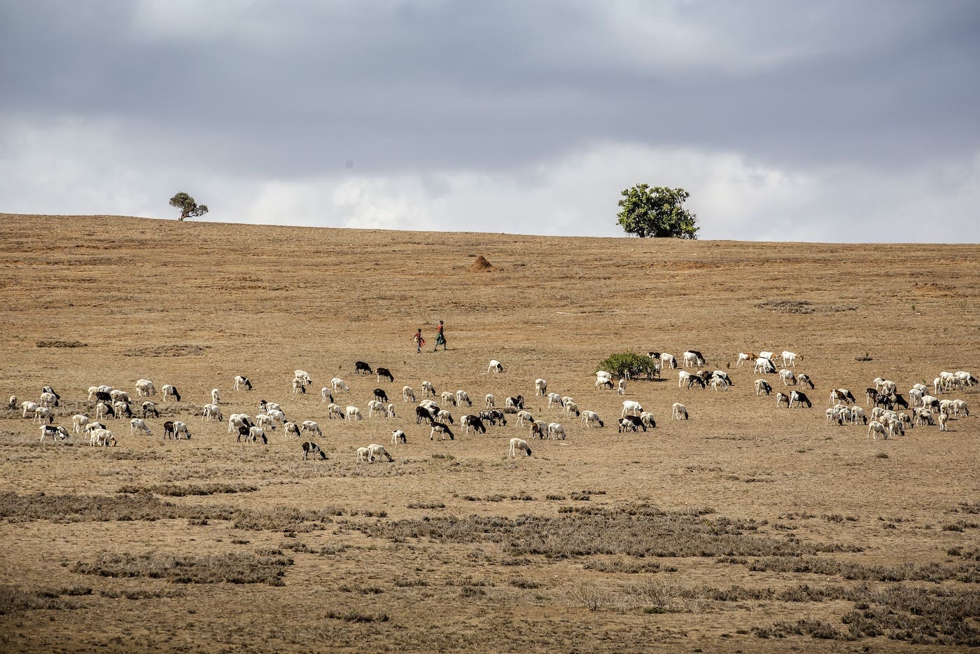 Mukogodo Forest - Kenya. Photo credit: © Luis Tato.